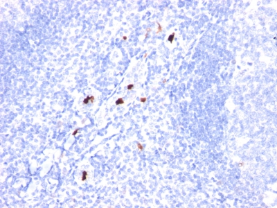 Formalin-fixed, paraffin-embedded human Tonsil stained with Myeloid Specific Monoclonal Antibody (BM-1).