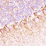 Formalin-fixed, paraffin-embedded Rat Cerebellum stained with Neurofilament Monoclonal Antibody (NF421 + NFL/736).