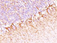 Formalin-fixed, paraffin-embedded Rat Cerebellum stained with Neurofilament Monoclonal Antibody (NF421 + NFL/736).