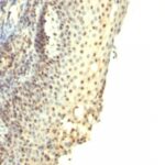 Formalin-fixed, paraffin-embedded human Tonsil stained with IPO-38 Monoclonal Antibody.