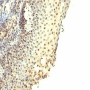 Formalin-fixed, paraffin-embedded human Tonsil stained with IPO-38 Monoclonal Antibody.