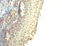 Formalin-fixed, paraffin-embedded human Tonsil stained with IPO-38 Monoclonal Antibody.