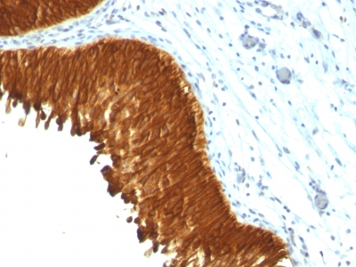 Formalin-fixed, paraffin-embedded Rat Oviduct stained with Multi Cytokeratin Monoclonal Antibody (KRT/457).