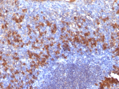 Formalin-fixed, paraffin-embedded human Tonsil stained with biotinylated Lambda Light Chain probe followed by anti-biotin Monoclonal Antibody (SPM375).