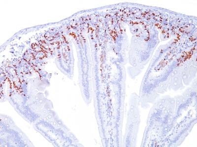 Formalin-fixed, paraffin-embedded mouse Intestine stained with BrdU Monoclonal Antibody (SPM166).