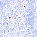 Formalin-fixed, paraffin-embedded human Tonsil stained with Myeloid specific Monoclonal Antibody (SPM298).