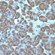 Formalin-fixed, paraffin-embedded human Pancreas stained with Mitochondria Monoclonal Antibody (SPM198).