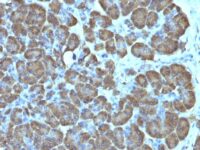 Formalin-fixed, paraffin-embedded human Pancreas stained with Mitochondria Monoclonal Antibody (SPM198).