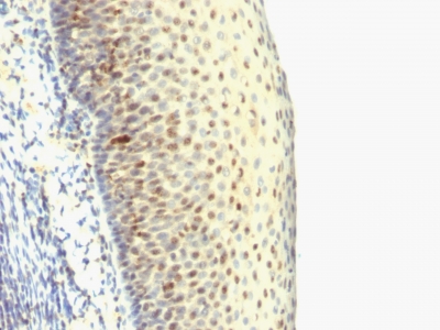 Formalin-fixed, paraffin-embedded human Tonsil stained with IPO-38 Monoclonal Antibody (SPM515).