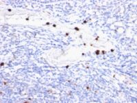 Formalin-fixed, paraffin-embedded human Tonsil stained with Myeloid Specific Monoclonal Antibody (BM-2).