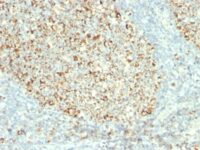 Formalin-fixed, paraffin-embedded human Pancreas stained with Mitochondria Monoclonal Antibody (MTC2).