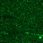 Flow Cytometry of Human Nucleolar Ag on 293T Cells. Black: Cells alone; Grey: Isotype Control; Green: AF488-labeled human Nucleolar Monoclonal Antibody (NM95).