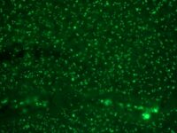 Flow Cytometry of Human Nucleolar Ag on 293T Cells. Black: Cells alone; Grey: Isotype Control; Green: AF488-labeled human Nucleolar Monoclonal Antibody (NM95).