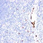 Formalin-fixed, paraffin-embedded human Tonsil stained with Granulocyte Monoclonal Antibody (SPM25).