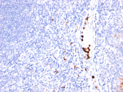 Formalin-fixed, paraffin-embedded human Tonsil stained with Granulocyte Monoclonal Antibody (SPM25).