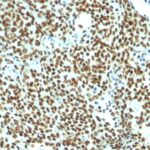 Formalin-fixed, paraffin-embedded human Tonsil stained with Pan-Nuclear Ag Monoclonal Antibody (NM16).