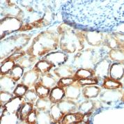 Formalin-fixed, paraffin-embedded human Pancreas stained with Mitochondria Monoclonal Antibody (AE-1).