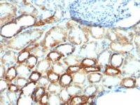 Formalin-fixed, paraffin-embedded human Pancreas stained with Mitochondria Monoclonal Antibody (AE-1).