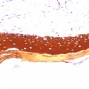 Formalin paraffin Rat Oviduct stained with Cytokeratin, HMW Monoclonal Antibody (KRTL/177).