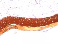 Formalin paraffin Rat Oviduct stained with Cytokeratin, HMW Monoclonal Antibody (KRTL/177).