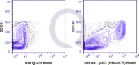 C57Bl/6 bone marrow cells were stained with 0.06 ug Biotin Mouse Anti-Ly-6G (QAB77) (right panel) or 0.06 ug Biotin Rat IgG2b isotype control (left panel) followed by Streptavidin FITC.