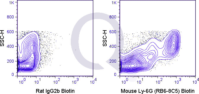 C57Bl/6 bone marrow cells were stained with 0.06 ug Biotin Mouse Anti-Ly-6G (QAB77) (right panel) or 0.06 ug Biotin Rat IgG2b isotype control (left panel) followed by Streptavidin FITC.
