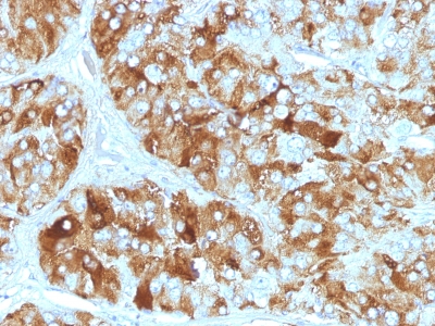 Formalin-fixed, paraffin-embedded human Adrenal Gland stained with Chromogranin A Monoclonal Antibody (CGA/413)
