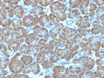 Formalin-fixed, paraffin-embedded human Pancreas stained with  Topo I, MT Monoclonal Antibody (TOP1MT/488).