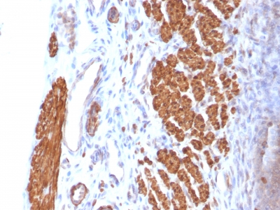 Formalin-fixed, paraffin-embedded Rat Uterus stained with Calponin-1 Monoclonal Antibody (CNN1/832).