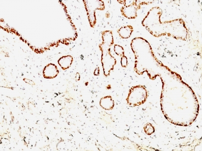 Formalin-fixed, paraffin-embedded Rat Uterus stained with Calponin-1 Monoclonal Antibody (CNN1/832 + CALP).