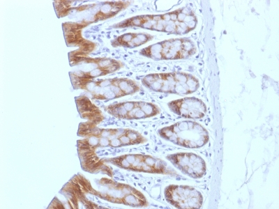 Formalin-fixed, paraffin-embedded Rat Colon stained with Beta-Catenin (p12) Monoclonal Antibody (CTNNB1/158).