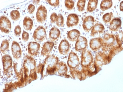 Formalin-fixed, paraffin-embedded Mouse Colon stained with Beta-Catenin (p12) Monoclonal Antibody (CTNNB1/159).