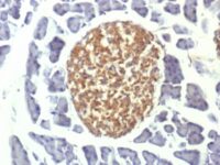 Formalin-fixed, paraffin-embedded Mouse Pancreas stained with NSE gamma Monoclonal Antibody (ENO2/1375).