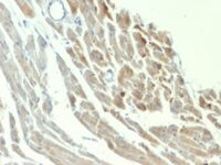 Formalin-fixed, paraffin-embedded Rat Heart stained with Formalin-fixed, paraffin-embedded Rat Heart stained with NSE gamma Monoclonal Antibody (ENO2/1375).