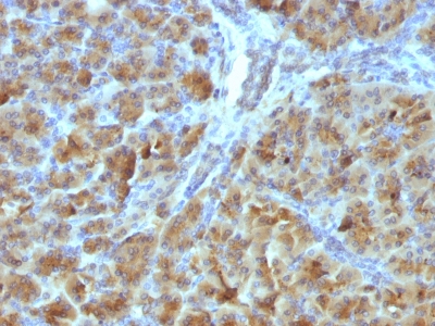Formalin-fixed, paraffin-embedded Mouse Pancreas stained with CELA3B Monoclonal Antibody (CELA3B/1257).