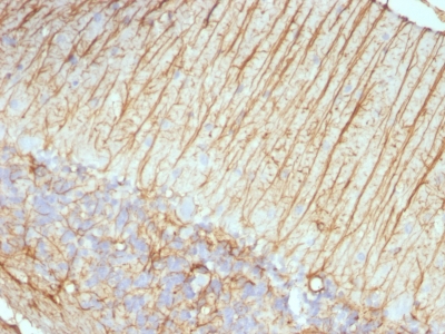 Formalin-fixed, paraffin-embedded Rat Cerebellum stained with GFAP Monoclonal Antibody (ASTRO/789).