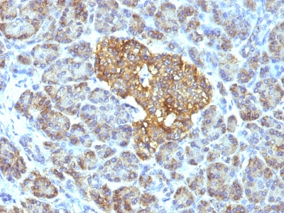 Formalin-fixed, paraffin-embedded human Pancreas stained with HSP6 Monoclonal Antibody (GROEL/73).