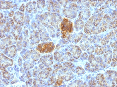 Formalin-fixed, paraffin-embedded human Pancreas stained with HSP6 Monoclonal Antibody (HSPD1/78).