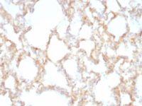 Formalin-fixed, paraffin-embedded Rat Lung stained with Cytokeratin 7 Monoclonal Antibody (KRT7/1198)