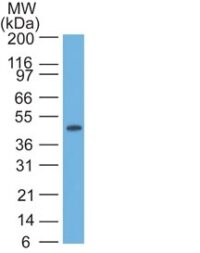 Western Blot of HeLa Lysate using CK17 Monoclonal Antibody (SPM56).