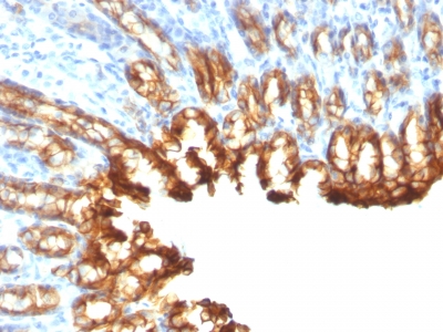 Formalin-fixed, paraffin-embedded Rat Stomach stained with Cytokeratin 19 Monoclonal Antibody (KRT19/8)
