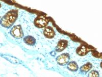 Formalin-fixed, paraffin-embedded Rat Colon stained with Cytokeratin 19 Monoclonal Antibody (KRT19/8)