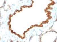 Formalin-fixed, paraffin-embedded Rat Lung stained with Cytokeratin 19 Monoclonal Antibody (KRT19/8)