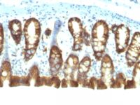 Formalin-fixed, paraffin-embedded Rat Colon stained with Epcam Monoclonal Antibody (EGP4/111).