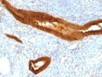 Confocal Immunofluorescent analysis of SK-OV-3 cells using AF488-labeled Isotype Control Monoclonal Antibody (IgG1) (Green). DAPI was used to stain the cell nuclei (blue). (Negative Control)