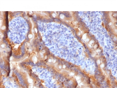 Formalin-fixed, paraffin-embedded Human Duodenum stained with MRP1/ABCC1 Monoclonal Antibody (MRP1/1343).