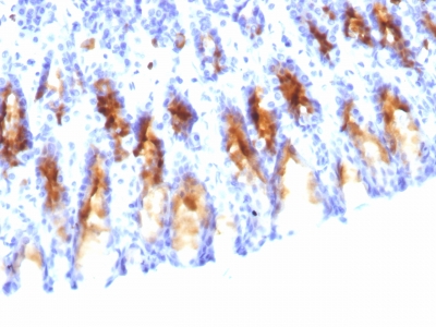 Formalin-fixed, paraffin-embedded Rat Stomach stained with MUC5AC Monoclonal Antibody (45M1).
