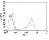 Flow Cytometry of Human Nucleolin Ag on 293T Cells. Black: Cells alone; Grey: Isotype Control; Green: AF488-labeled Nucleolin Monoclonal Antibody (364-5).