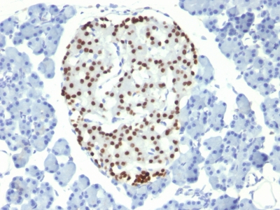 Formalin-fixed, paraffin-embedded Rat Pancreas stained with NKX2.2 Monoclonal Antibody (NX2/294).