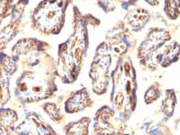 Formalin-fixed, paraffin-embedded human Placenta stained with Podocalyxin Monoclonal Antibody (3D3).